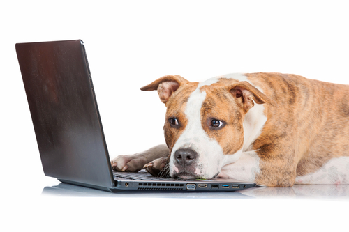 dog-leaning-on-laptop